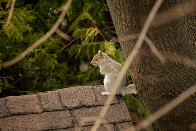 A squirrel on the corner of a rooftop peak